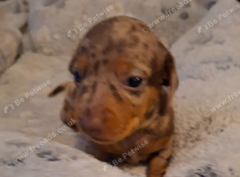 Miniature dachshund pups