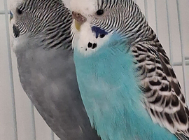 Budgie