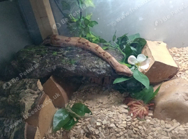 2 year old beautiful snake
