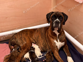 8 KC boxer puppies for sale