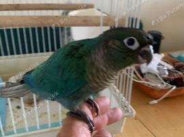 Hand reared Baby  conure