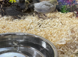 Button Quail