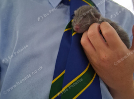 Russian blue babies stunning