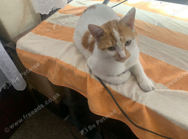 kitten for sale
