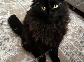 Cat for sale