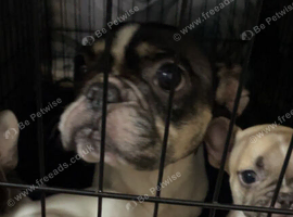 1 male french bulldog