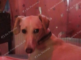 saluki x whippet bitch