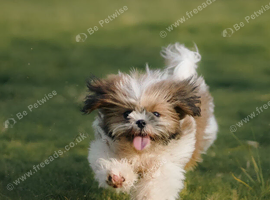 Wanted: Shih Tzu or Shih Tzu cross