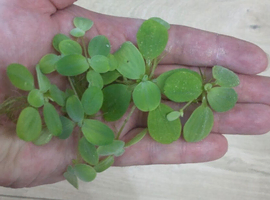Water lettuce