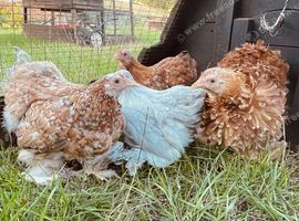 Pekin girls different colours