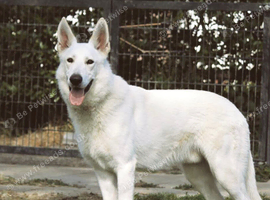 (Short Coat) White Swiss Shepherd Dog Stud Available