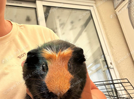 Male guinea pigs