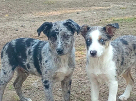 Merle border collie pups