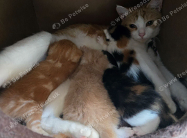 4 beautiful kittens