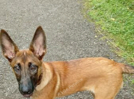 Belgian malanoi female 6 months old