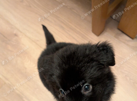 Beautiful German shepherd puppy
