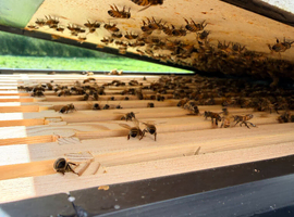 6 Frame National Nuc of F1 Buckfast Bees 2027 Early Spring