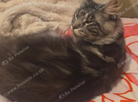 18 month old maincoon
