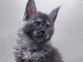 Adorable Maine Coon kittens