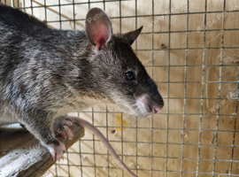 Pair of Gambian pouched rats