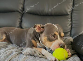 Pocket bully cross