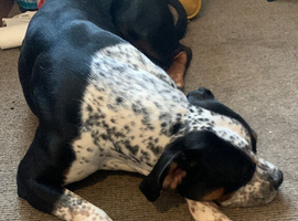 Stunning standard American bully bitch