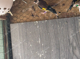 Goldfinches for sale