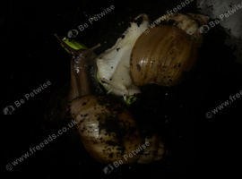 Two adult giant African land snails
