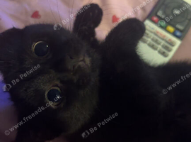 Two kittens