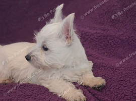 Westie girls and boy