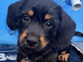 Shweeny mixed breed pups