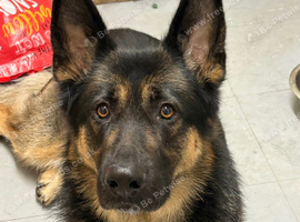 German Shepard for rehome