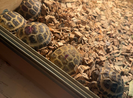 6 x Horsefield tortoises