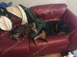 Pet sitting