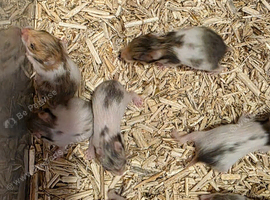 Baby Syrian hamsters avaliable 02/11/26