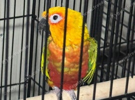 Male conure Glasgow city