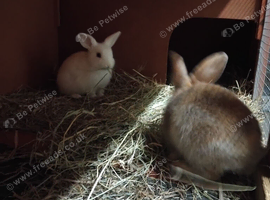 Two girls baby lops