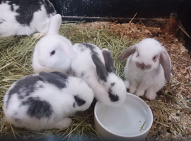 Baby English Lop rabbits