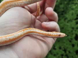 Albino Coastal Rosy Boa For Sale