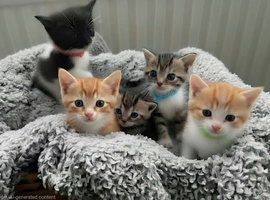 Beautiful persian x kittens