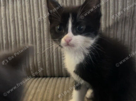 Kittens ready now