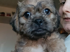 Beautiful Pugapoo Puppies &ndash; Ready NOW