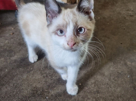 Bicolor ragdoll