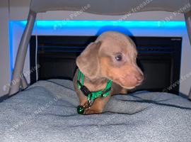 Kc Miniture dachshund puppy's