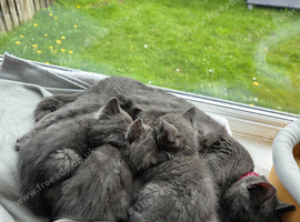 British shorthair