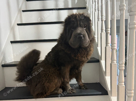 Top quality champion bear coat shar pei
