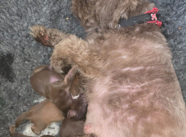 Imperial Shih Tzu Puppies