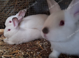 2 beautiful Californians available
