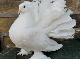 Trio white Indian fantail pigeons