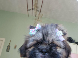 Beautiful shitzu girl